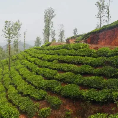 Kerala Wayanad Family Tour Packages