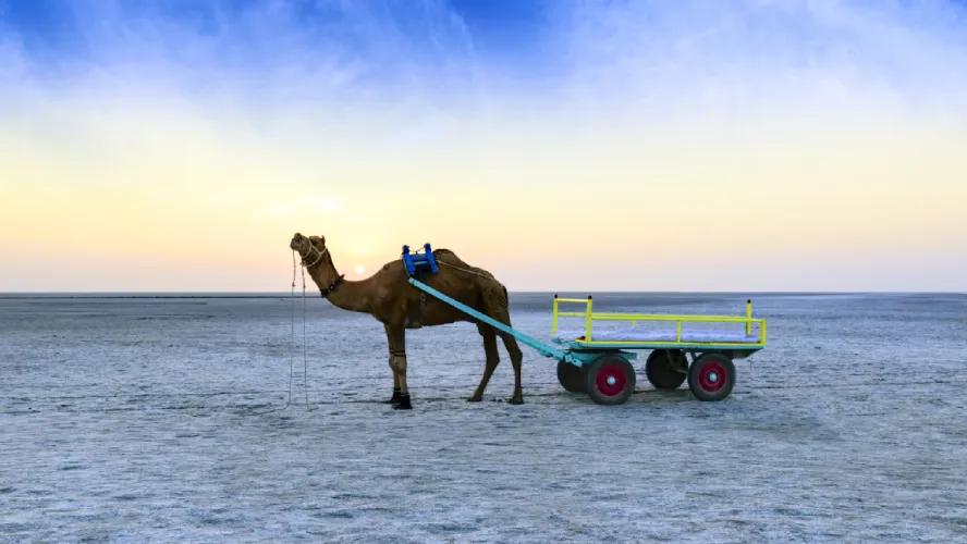 Gleeful Rann Of Kutch Tour Package