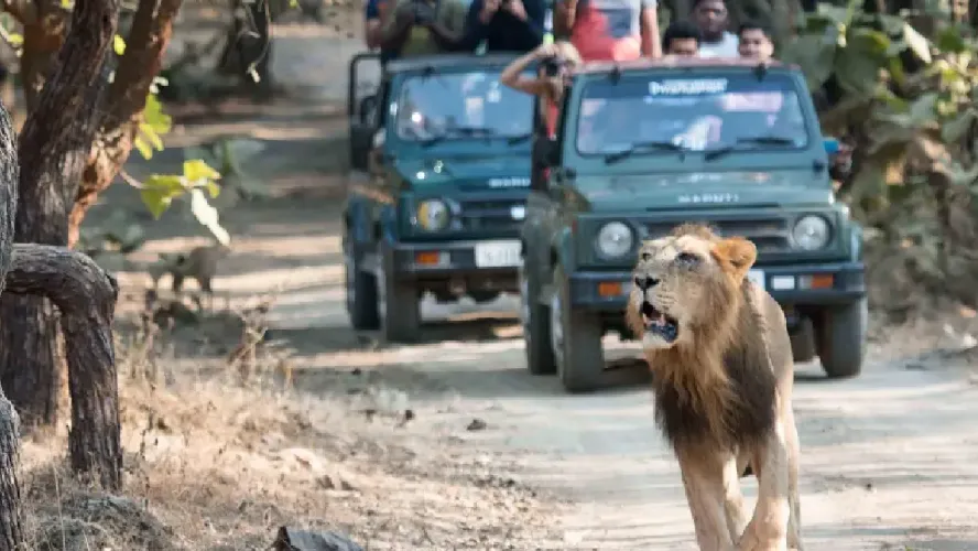 Gorgeous Gir Tour Packages