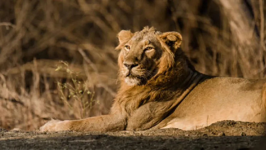 Gorgeous Gir Tour Packages