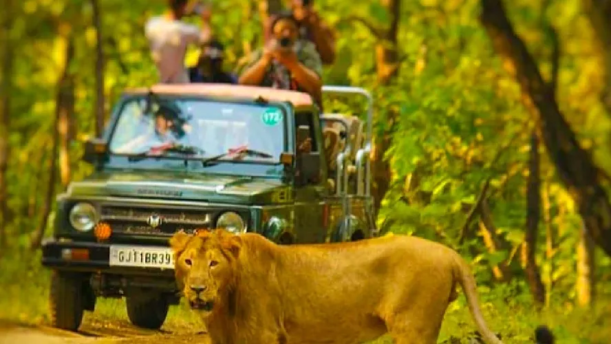 Gorgeous Gir Tour Packages