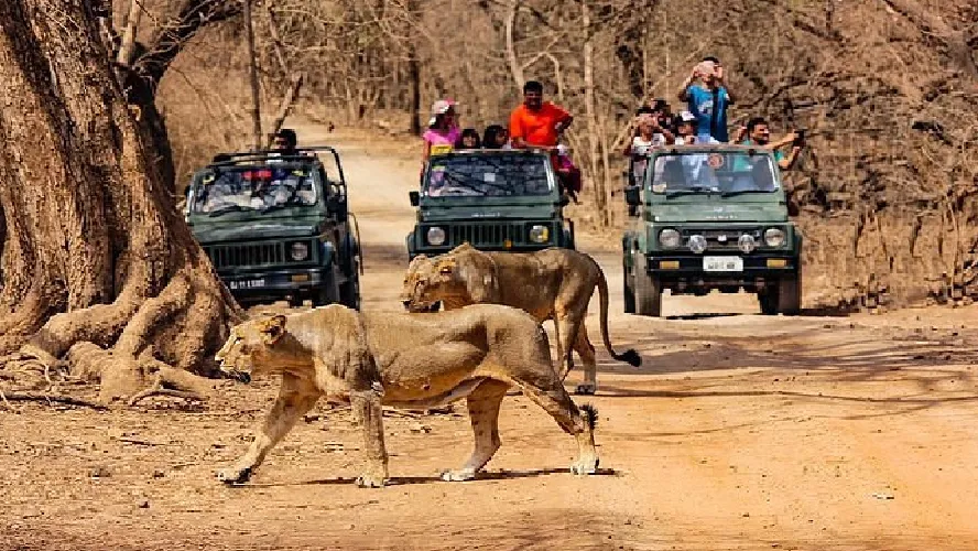Gorgeous Gir Tour Packages