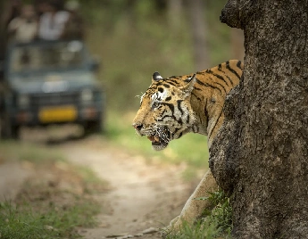 Corbett wildlife safari