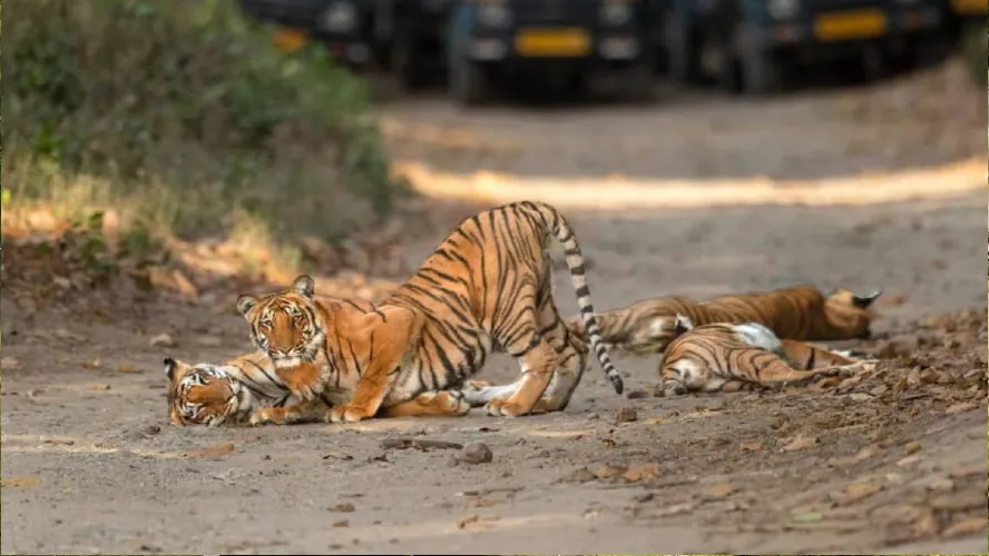 Wildlife Safari Tour in India