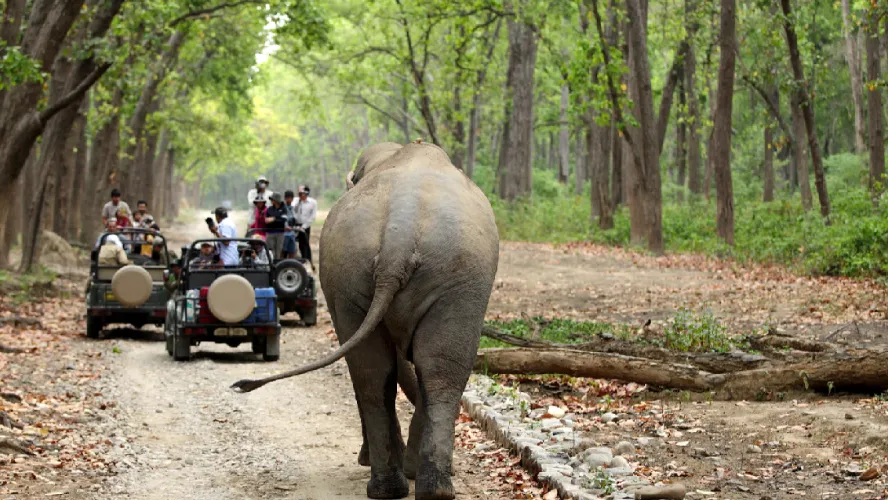 Wildlife Safari Tour in India