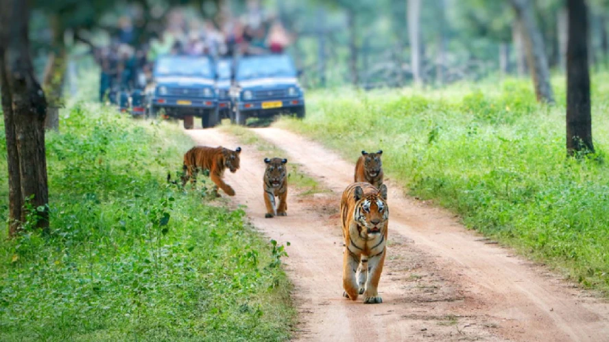 Wildlife Safari Tour in India