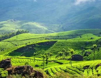 A Blissful Tour In Munnar