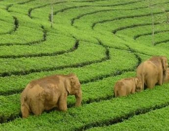 A Pleasant Tour In Munnar
