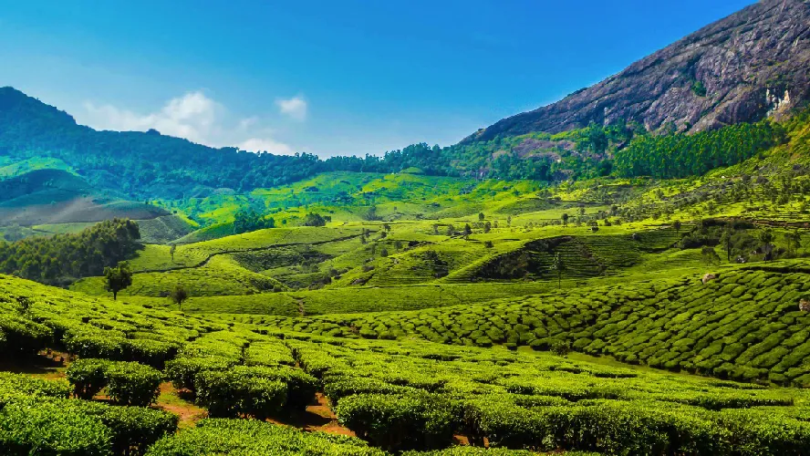 Enriching Kochi Munnar Tour Package