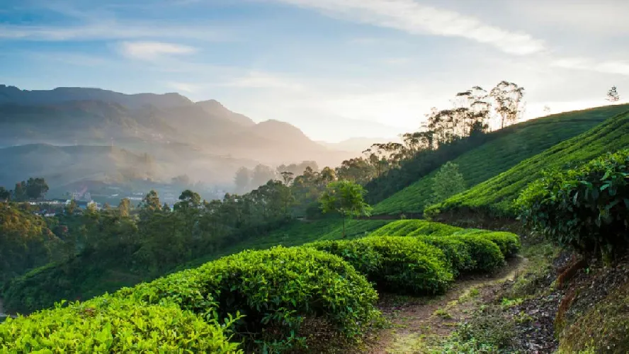 Enriching Kochi Munnar Tour Package