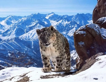 Snow Leopard Trek