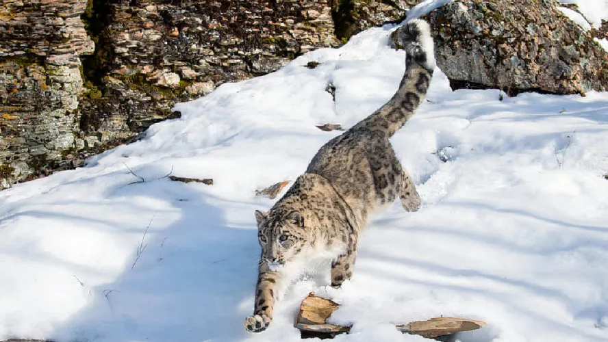 Snow Leopard Trek Ladakh