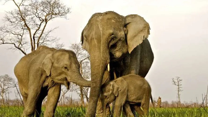 Peaceful Kaziranga North East Package