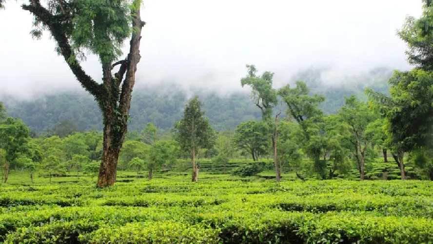 Delightful Assam Tourism Package