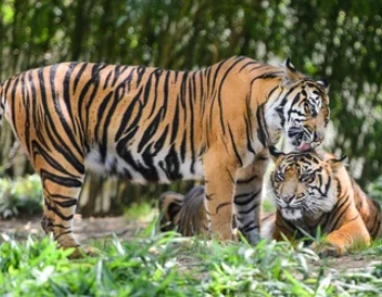 Uttarakhand Wildlife Tour Package