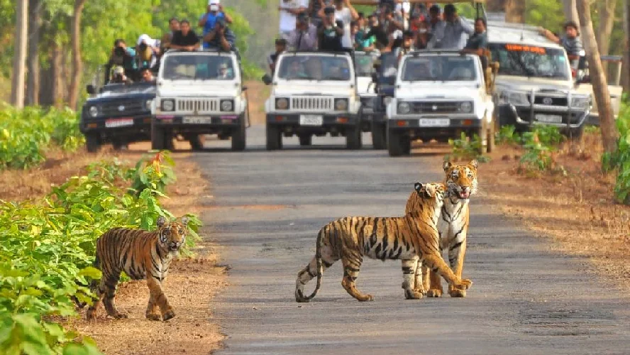 Uttarakhand Wildlife Tour Package 