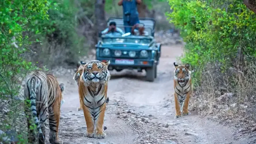 Uttarakhand Wildlife Tour Package 