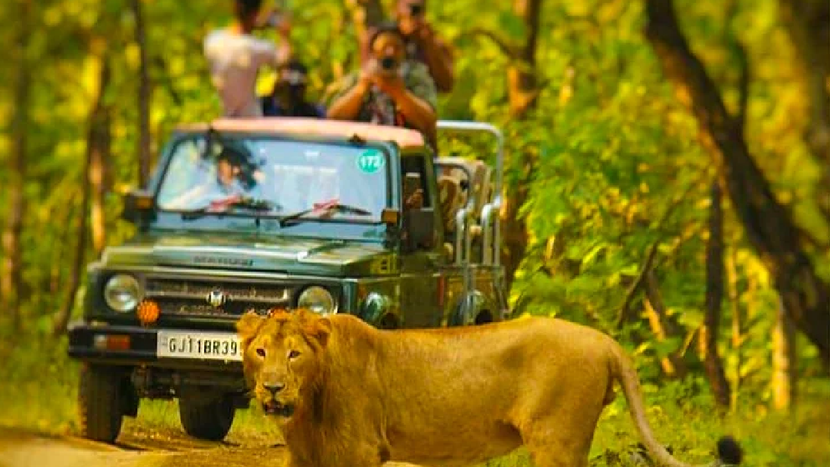 Gorgeous Gir Tour Packages