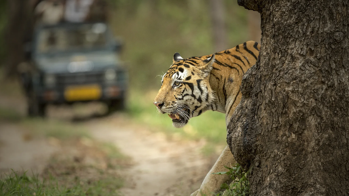 Pench National Park Tour Package