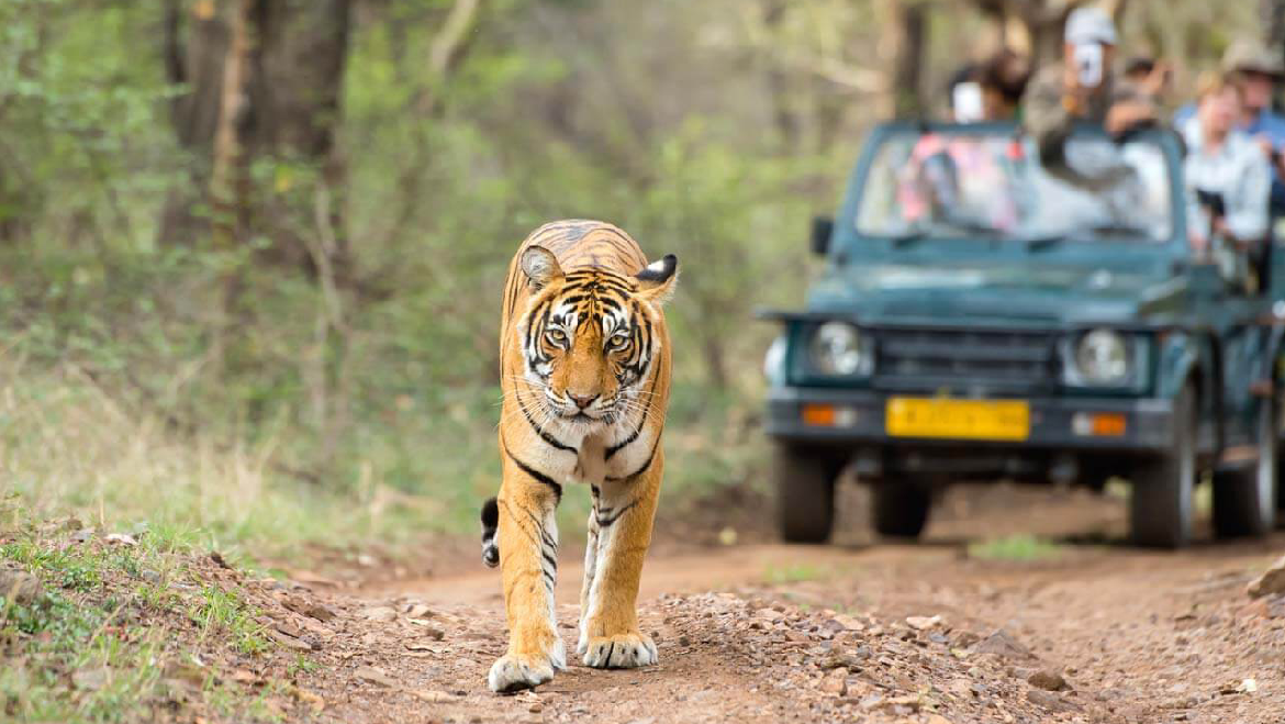 Wildlife Safari Tour in India