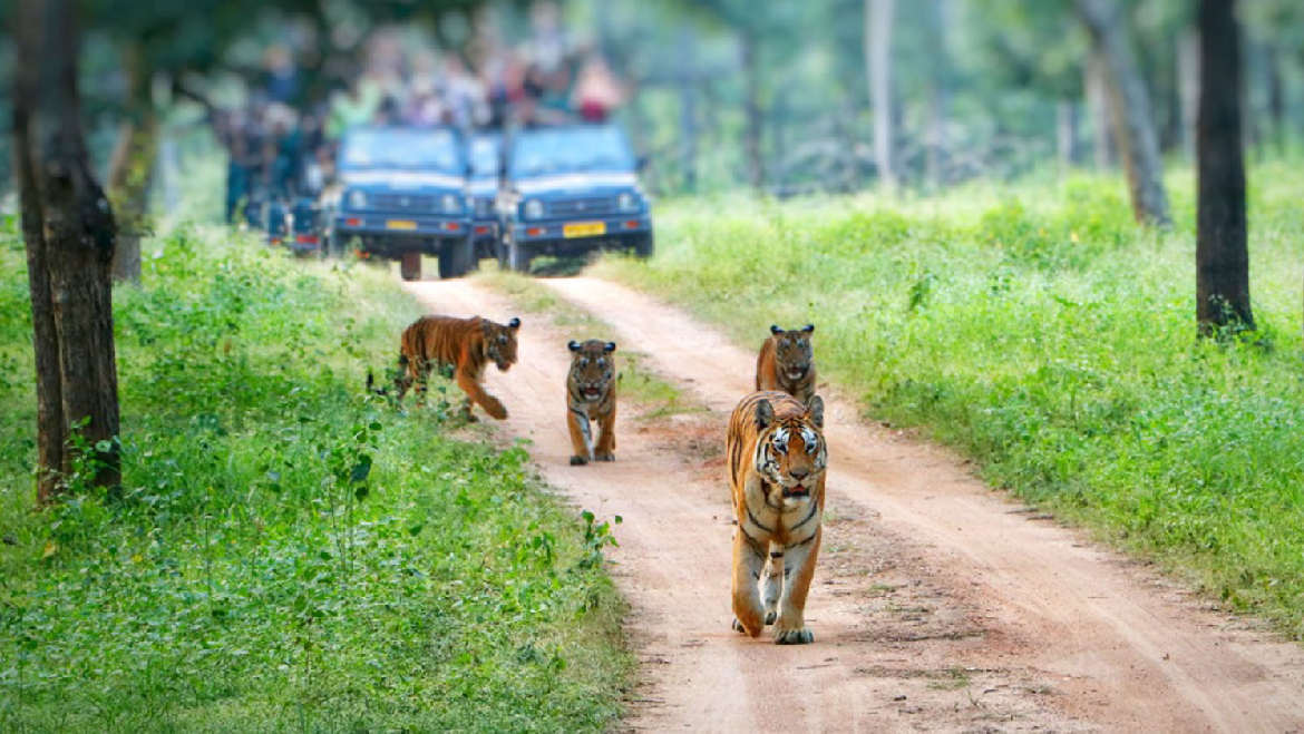 Corbett wildlife safari