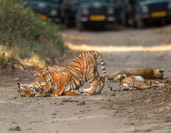 Women's Special Shimla Manali Package