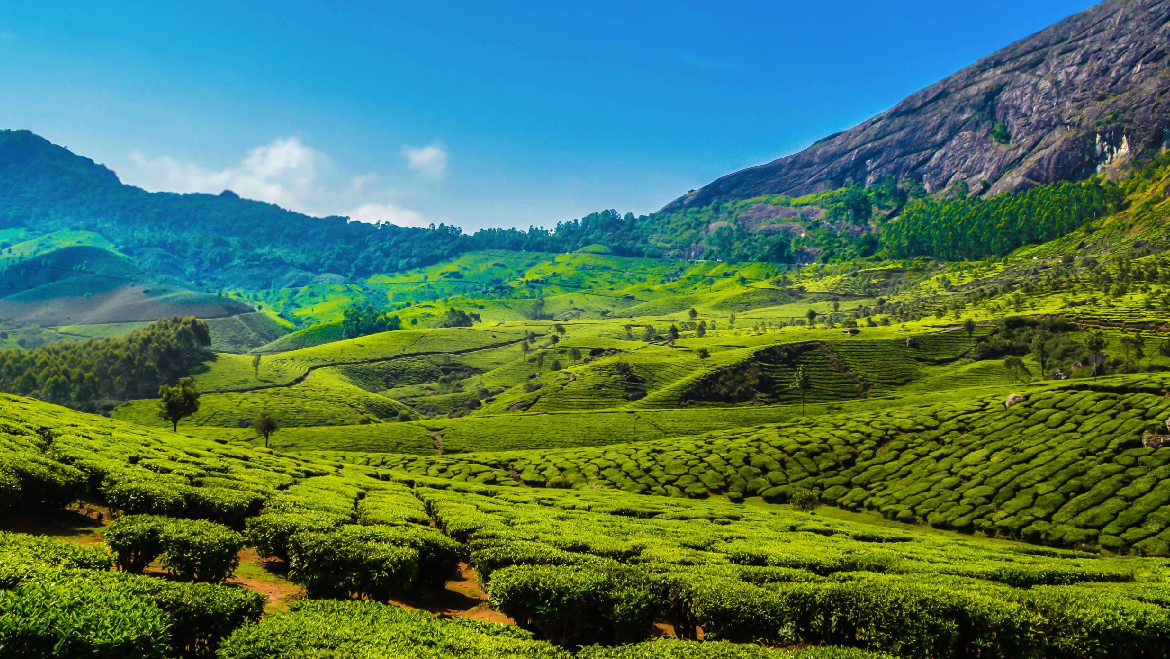 A Blissful Tour In Munnar