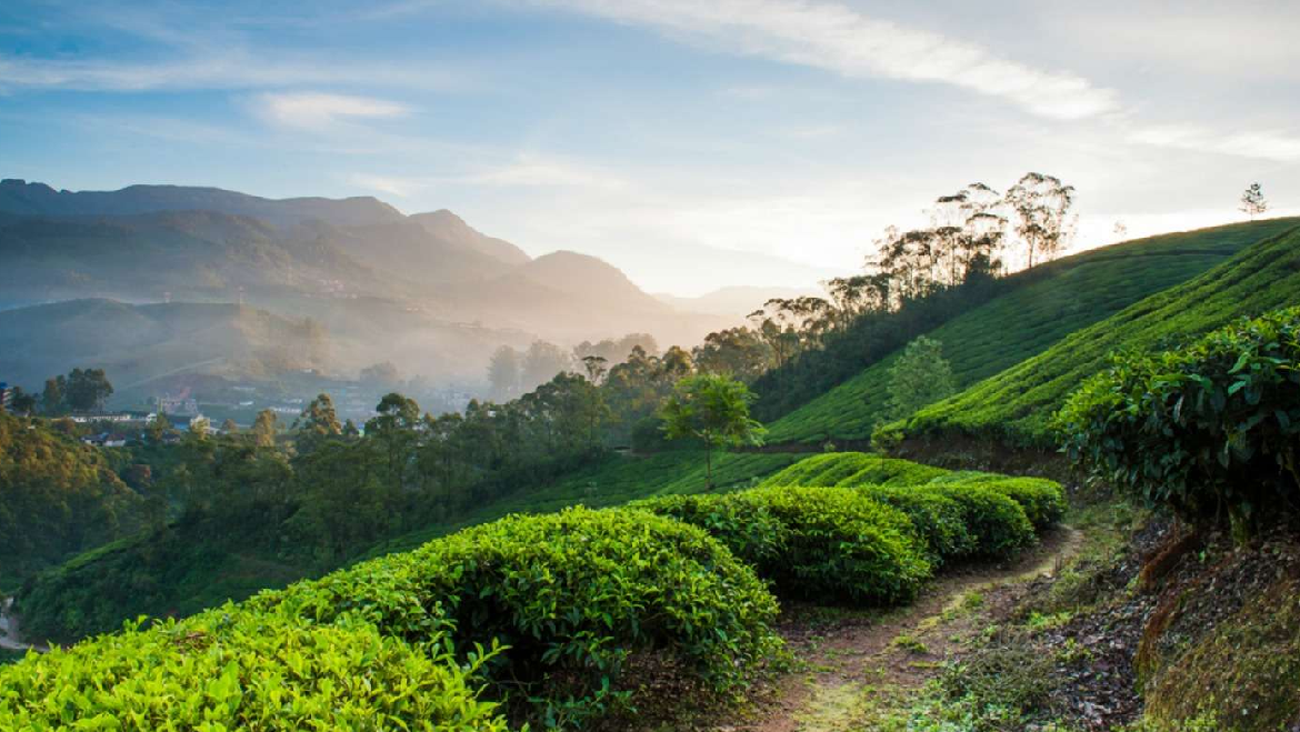 Enriching Kochi Munnar Tour Package