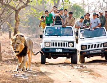 Gorgeous Gir Tour Packages