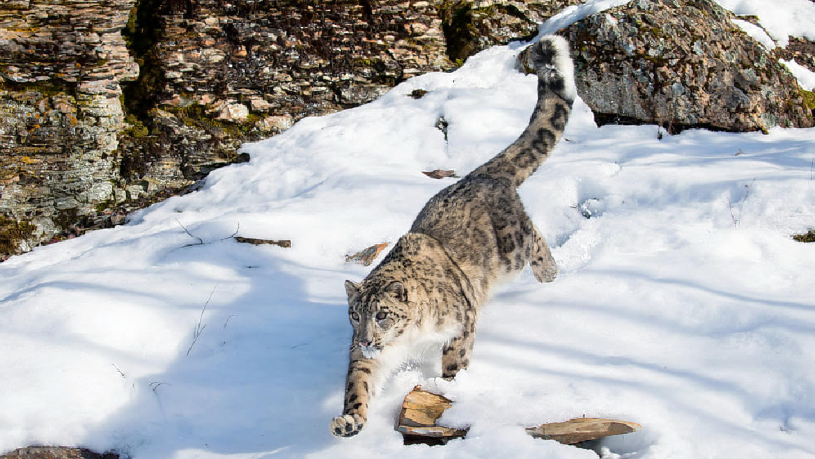 Snow Leopard Trek