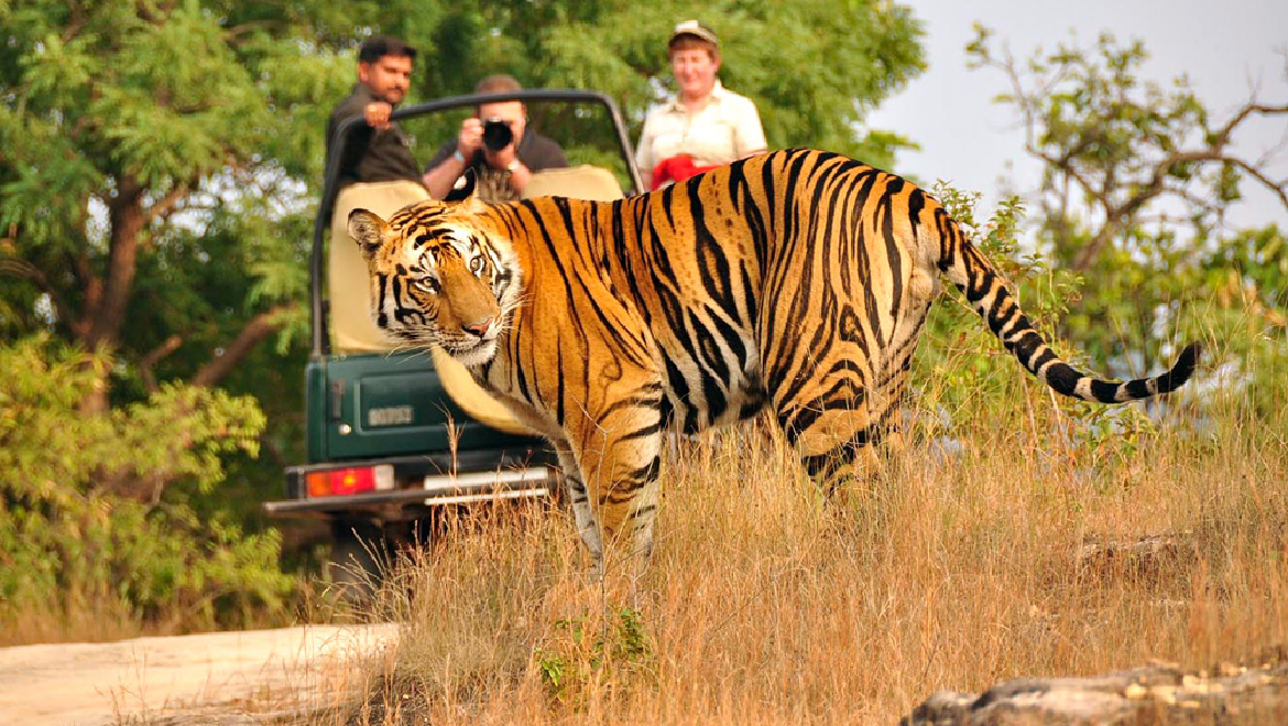 Jim Corbett Wilderness Tour Package  